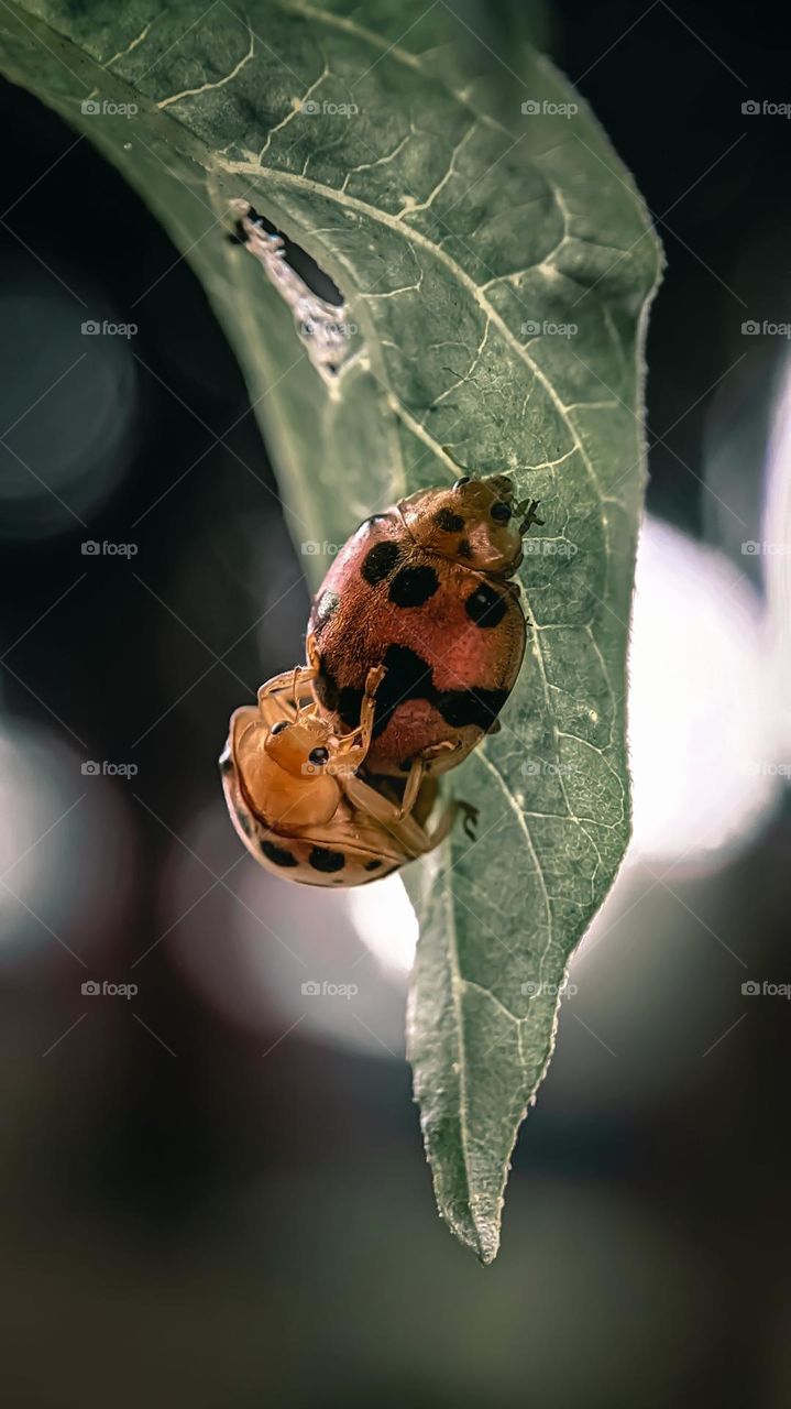 Lady Bug