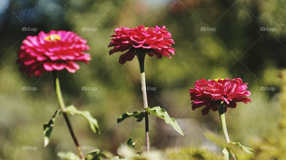 flowers