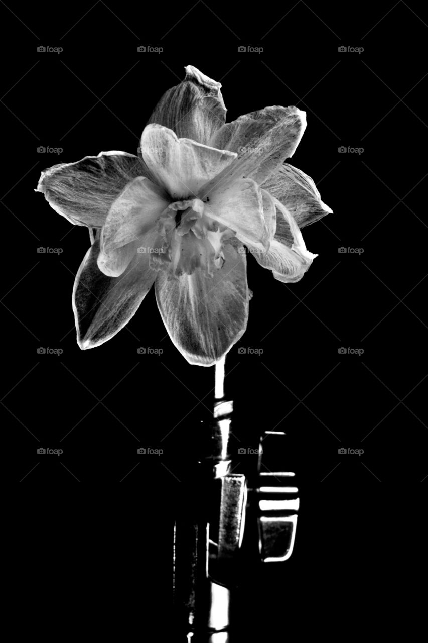 Black and white wilting flower on a metal stem. Shot in high contrast against as solid black background 