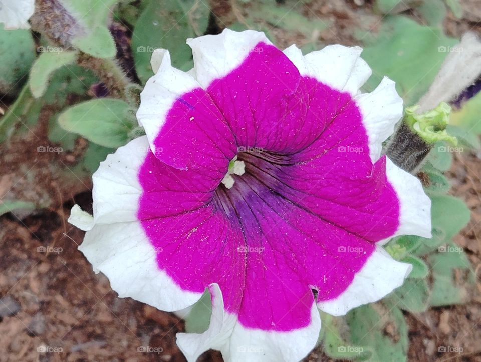 purple and white flower seasonal fresh shurb small size looks very beautiful generally found everywhere