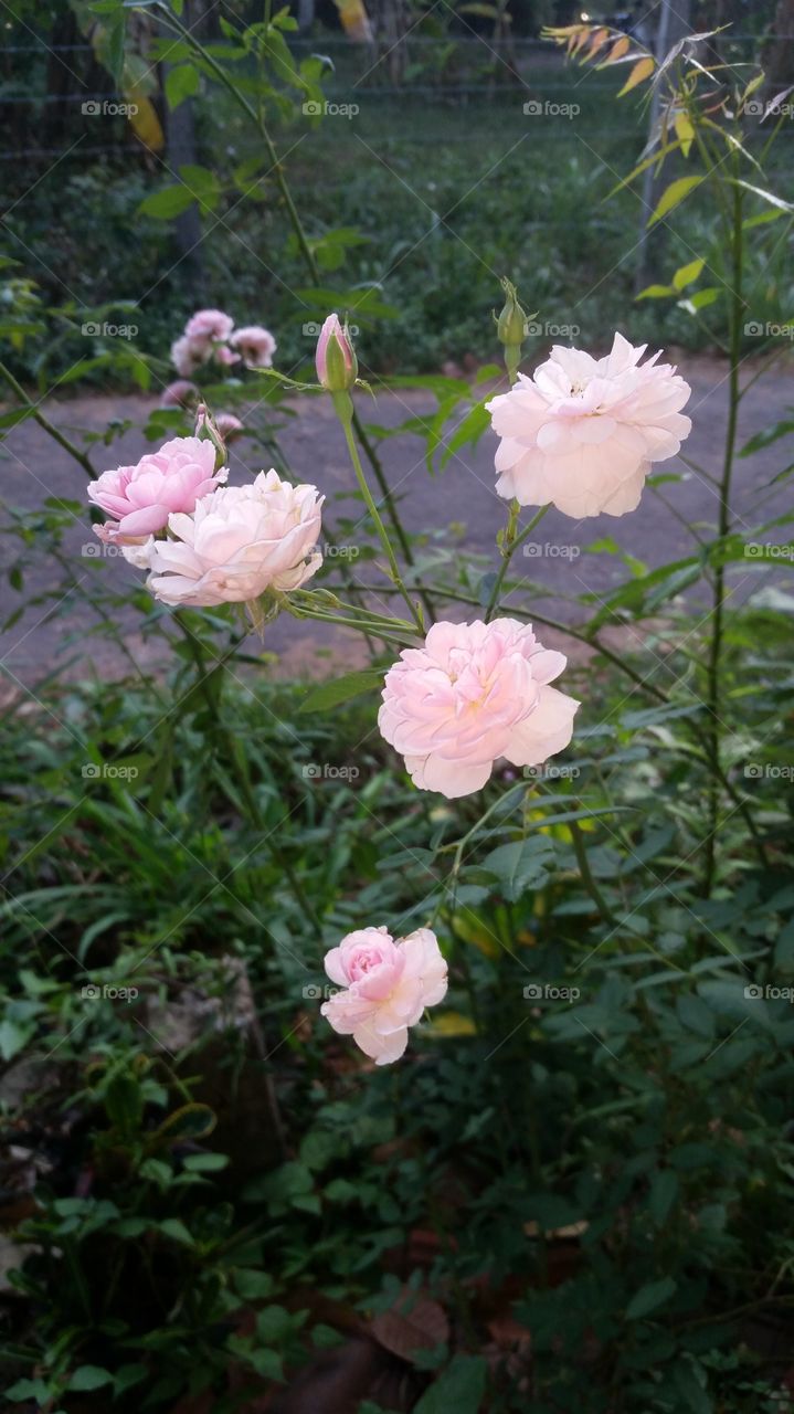 rose flowers