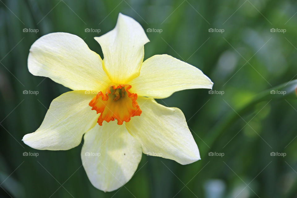 Daffodil Head