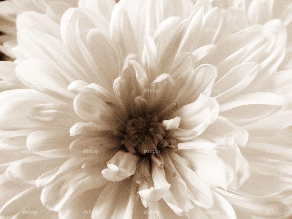 A White Chrysanthemum 