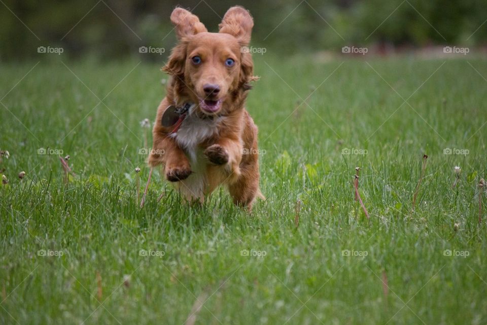 Dachshund running in grass toward camera action shot