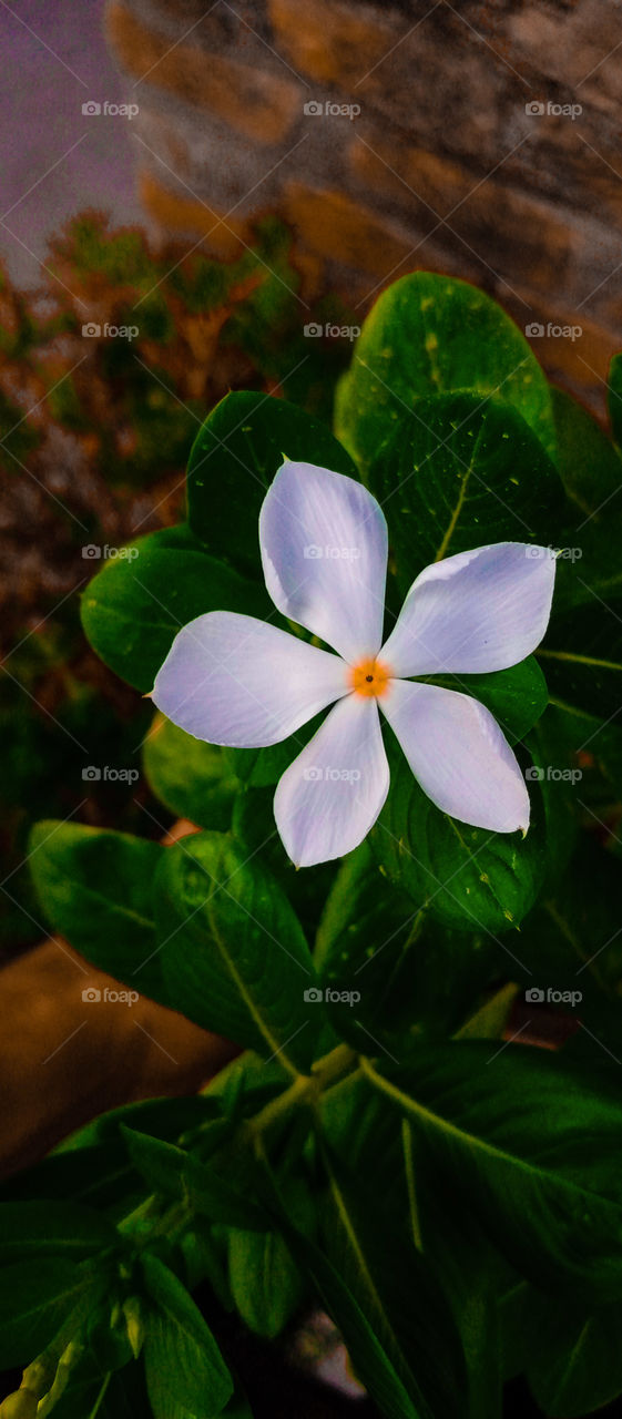 Vinca is a genus of flowering plants in the family Apocynaceae, native to Europe, northwest Africa and southwest Asia. 