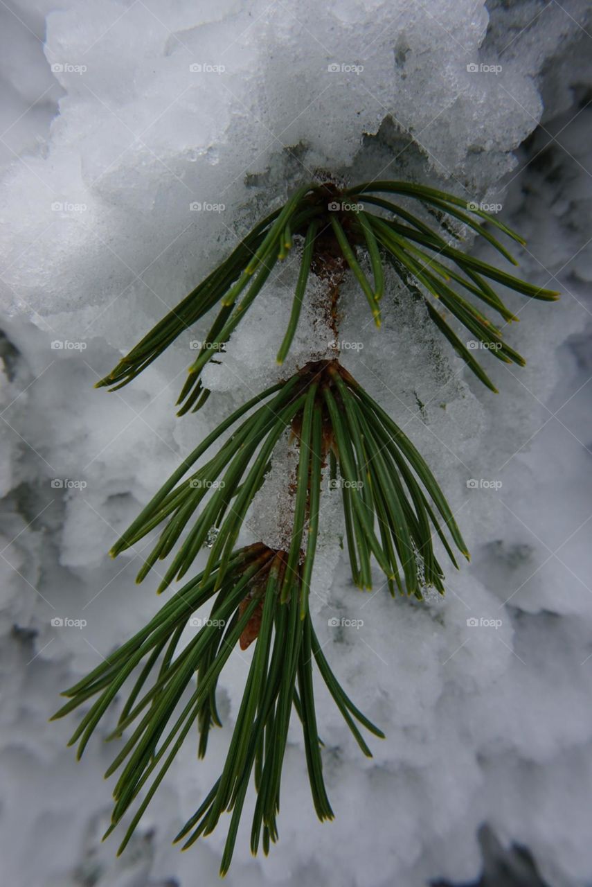 Tree#branch#snow