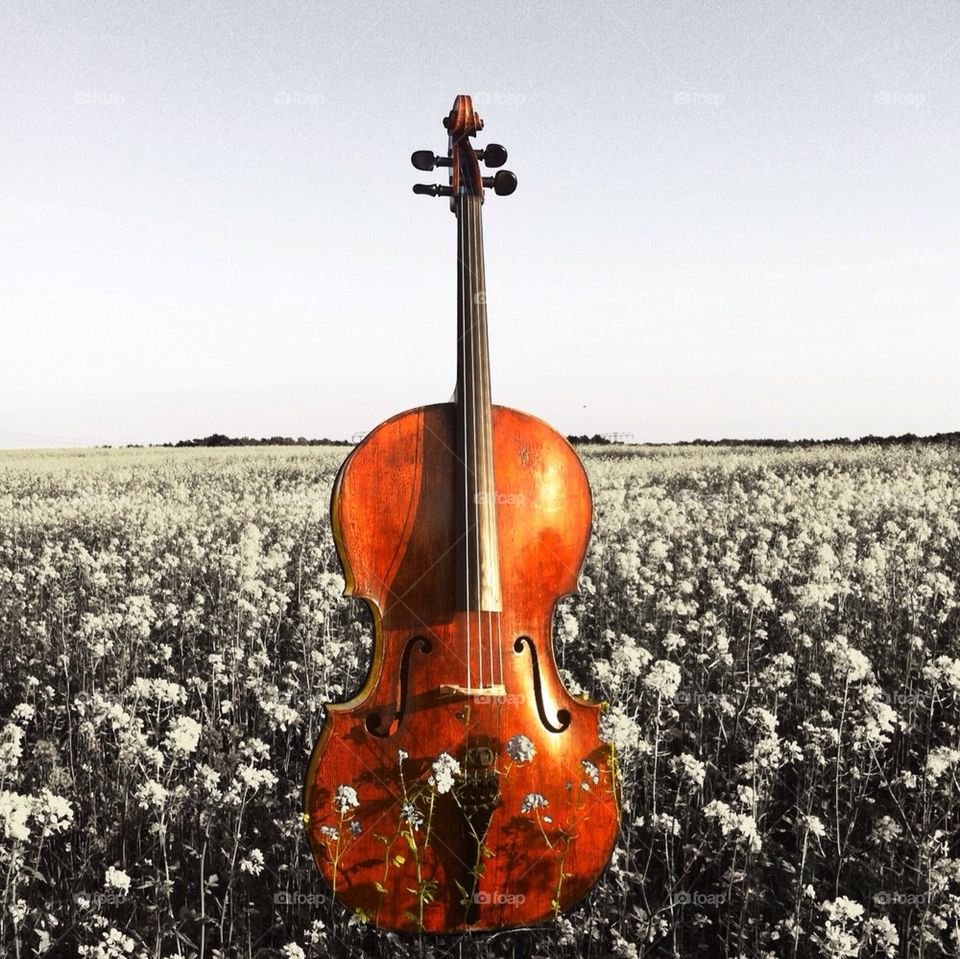 violin