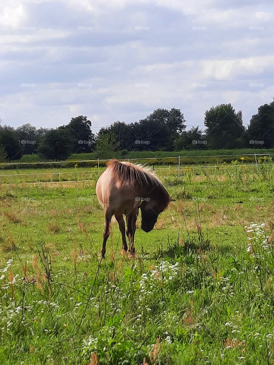 countryside  with a horse