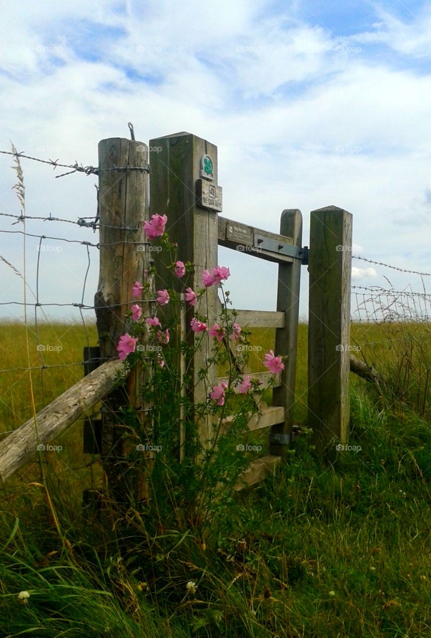wooden gate, Wiltshire, UK