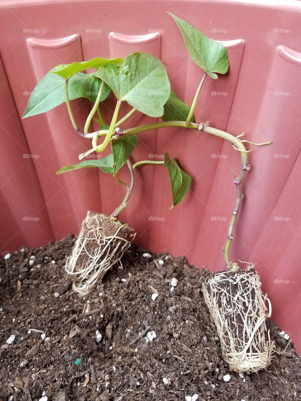 growing sweet potatoes