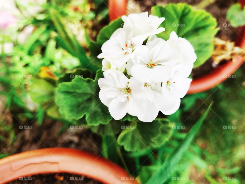 White Geraniums