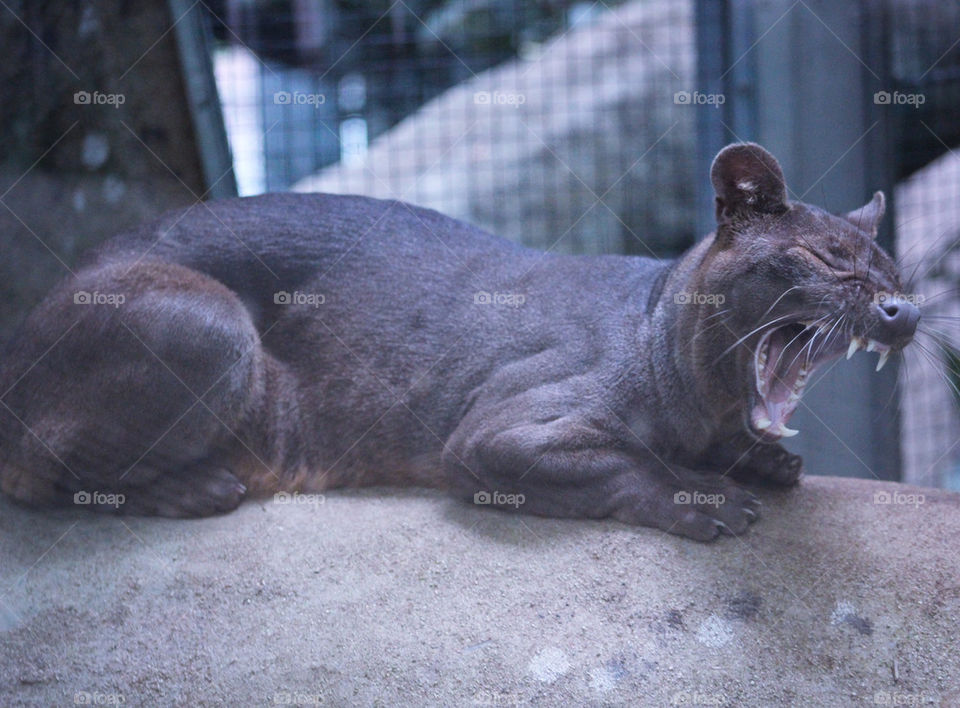 fossa yawning