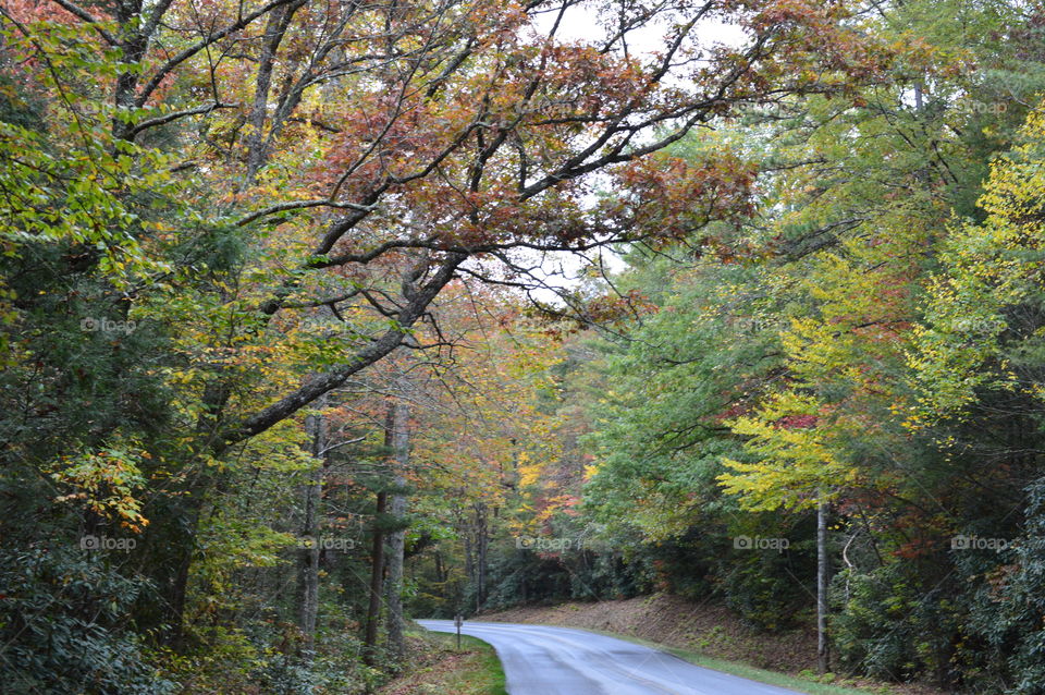fall colors in the mountians of NC.