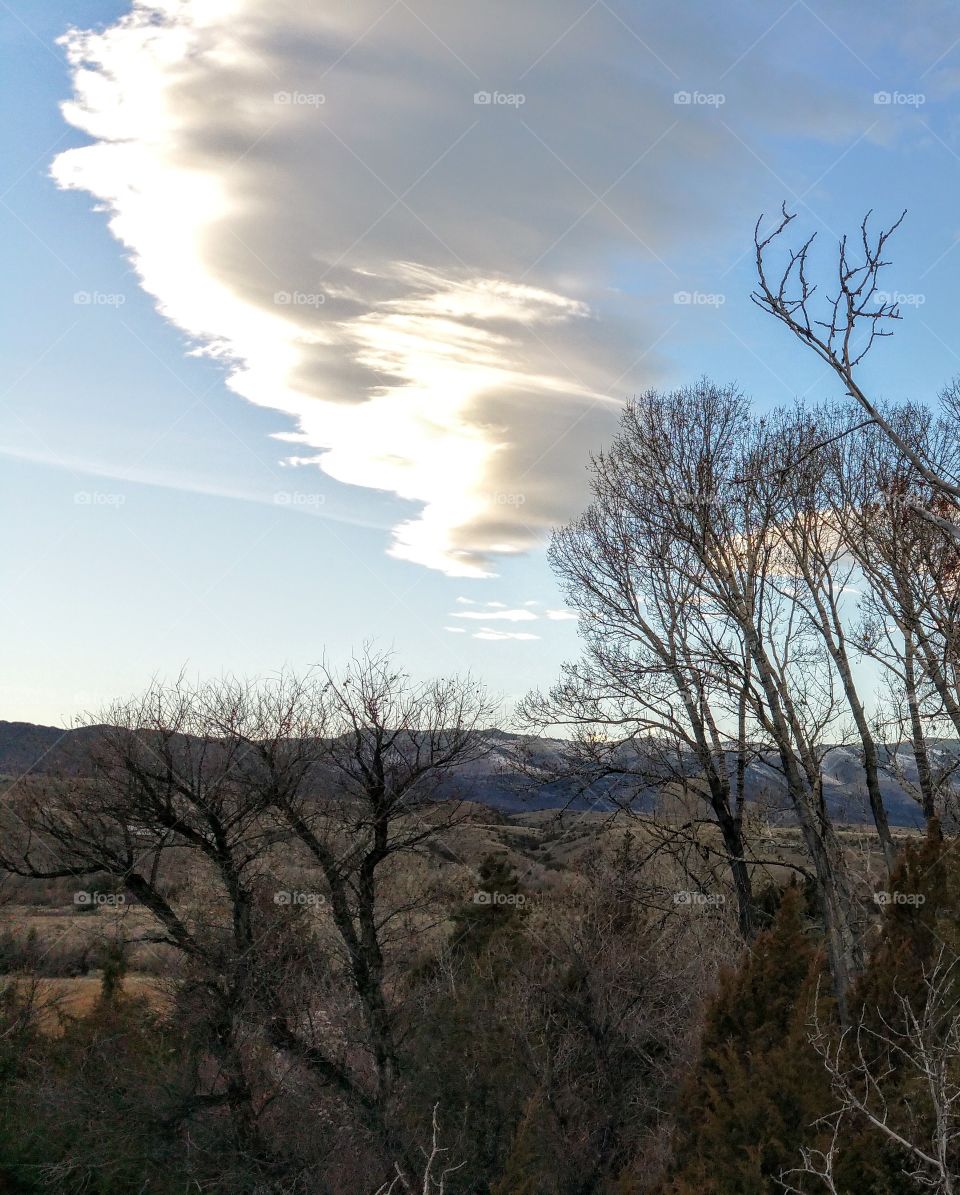 Bare trees in forest