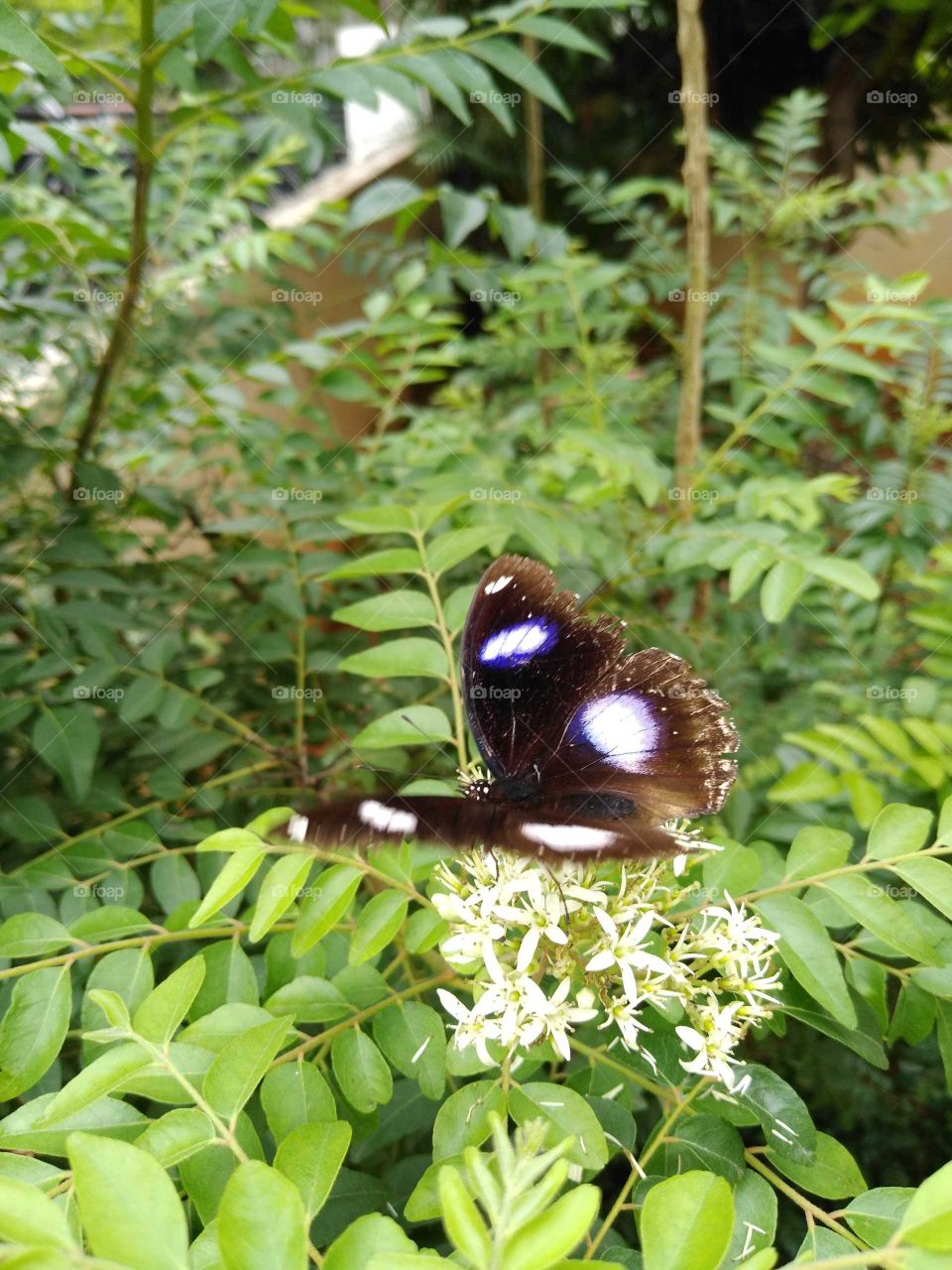 a beautiful black butterfly in my garden sitting on a curry leaves plant
