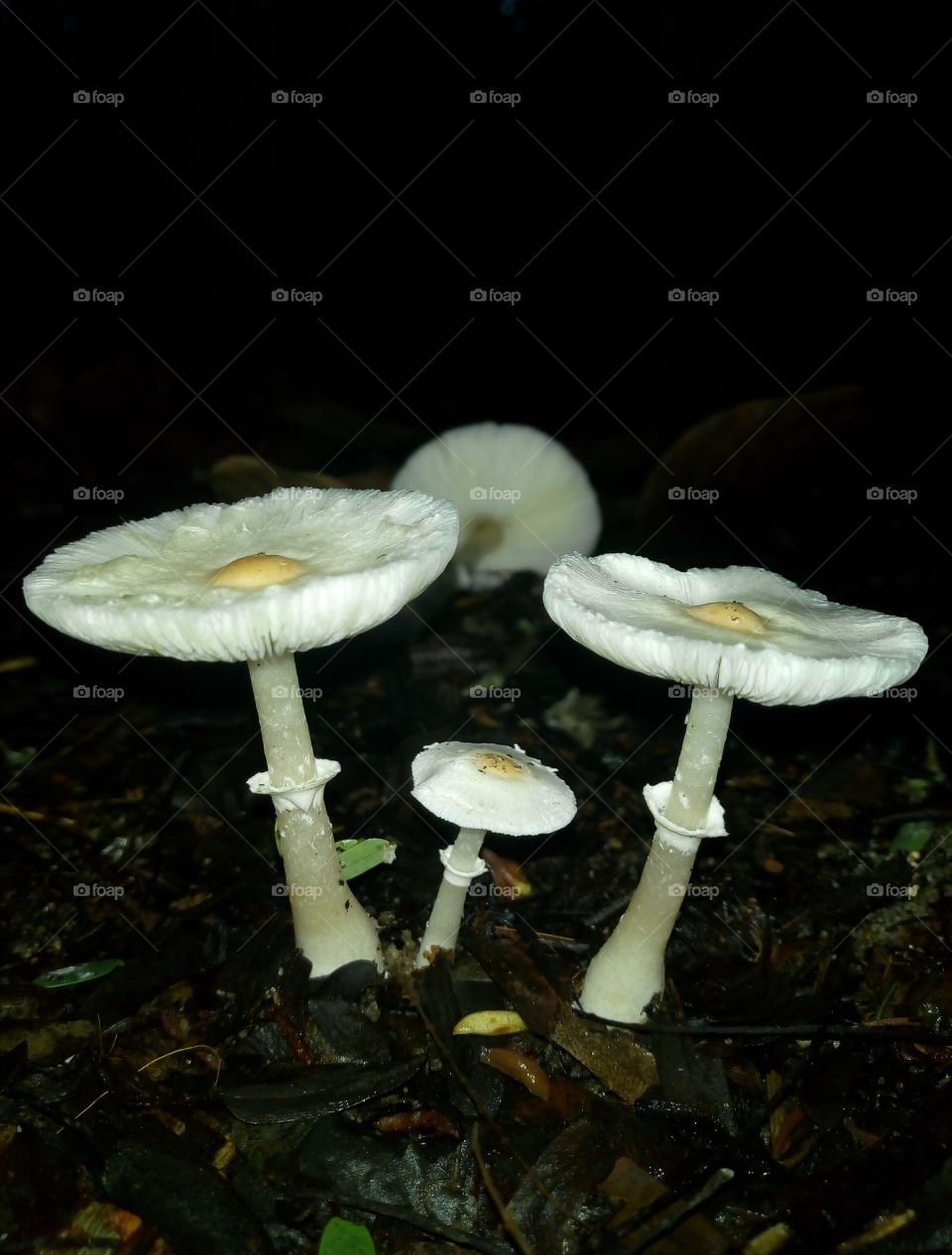 whatever you are be a good mushroom