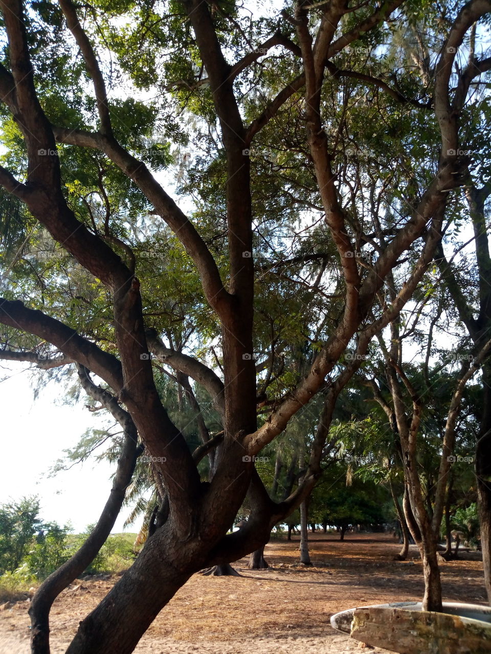 beautiful trees branches