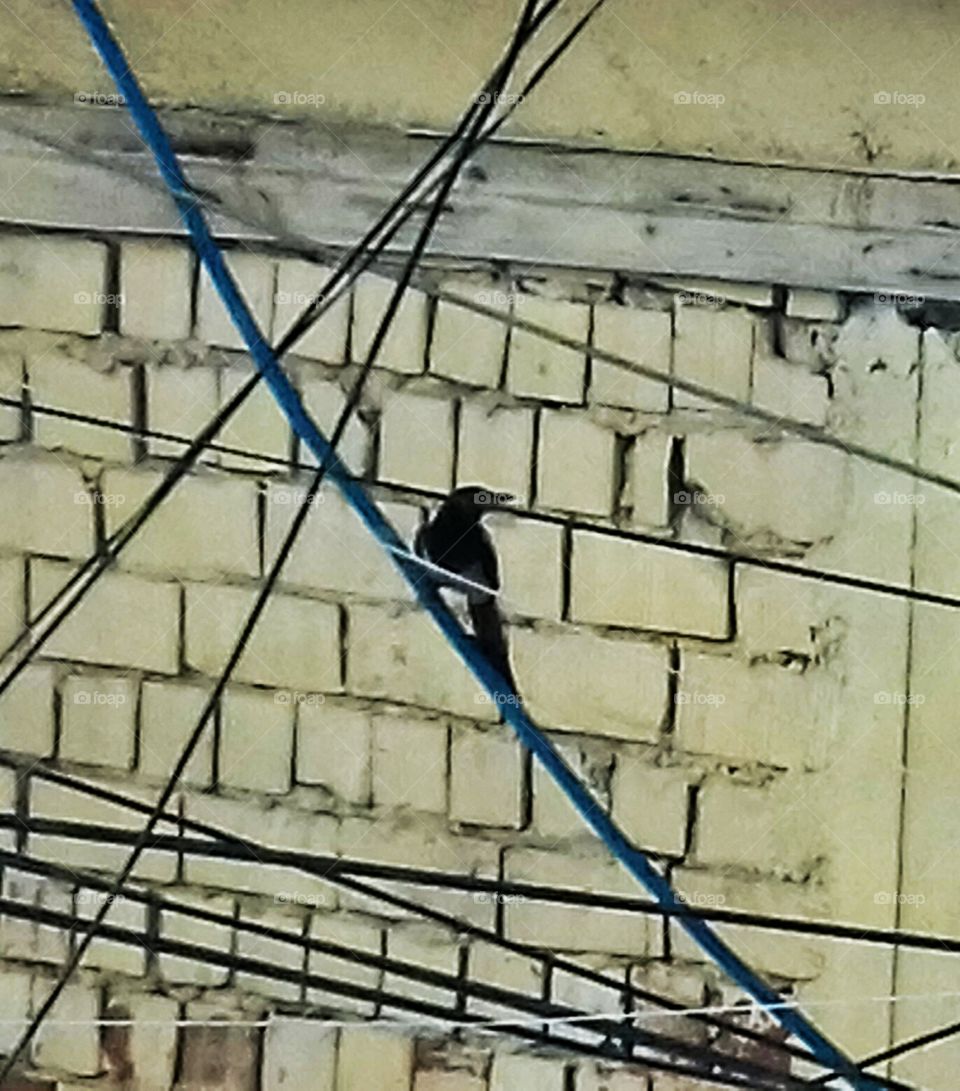 Bird on Blue Wire