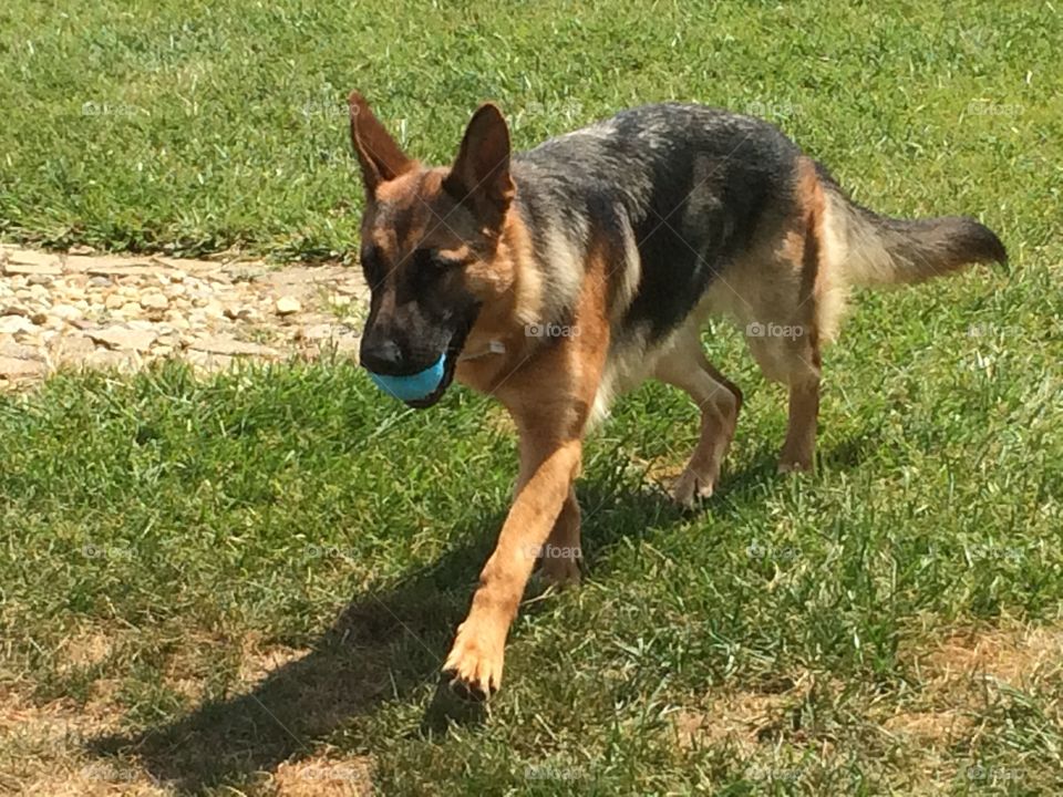 Play Time. Reese, the German shepherd, loves to play fetch when her sibling isn't around. He's a ball hog.