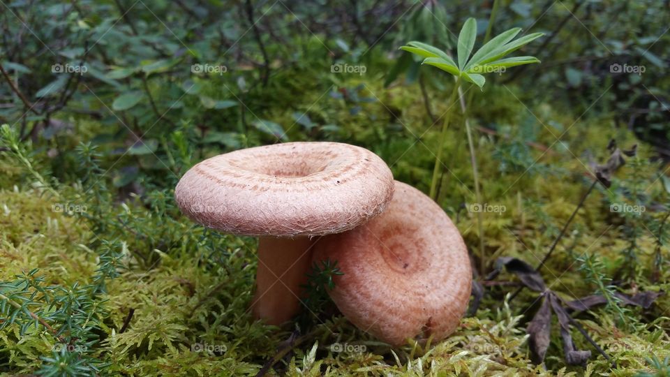 Brown Spiral Top Mushrooms