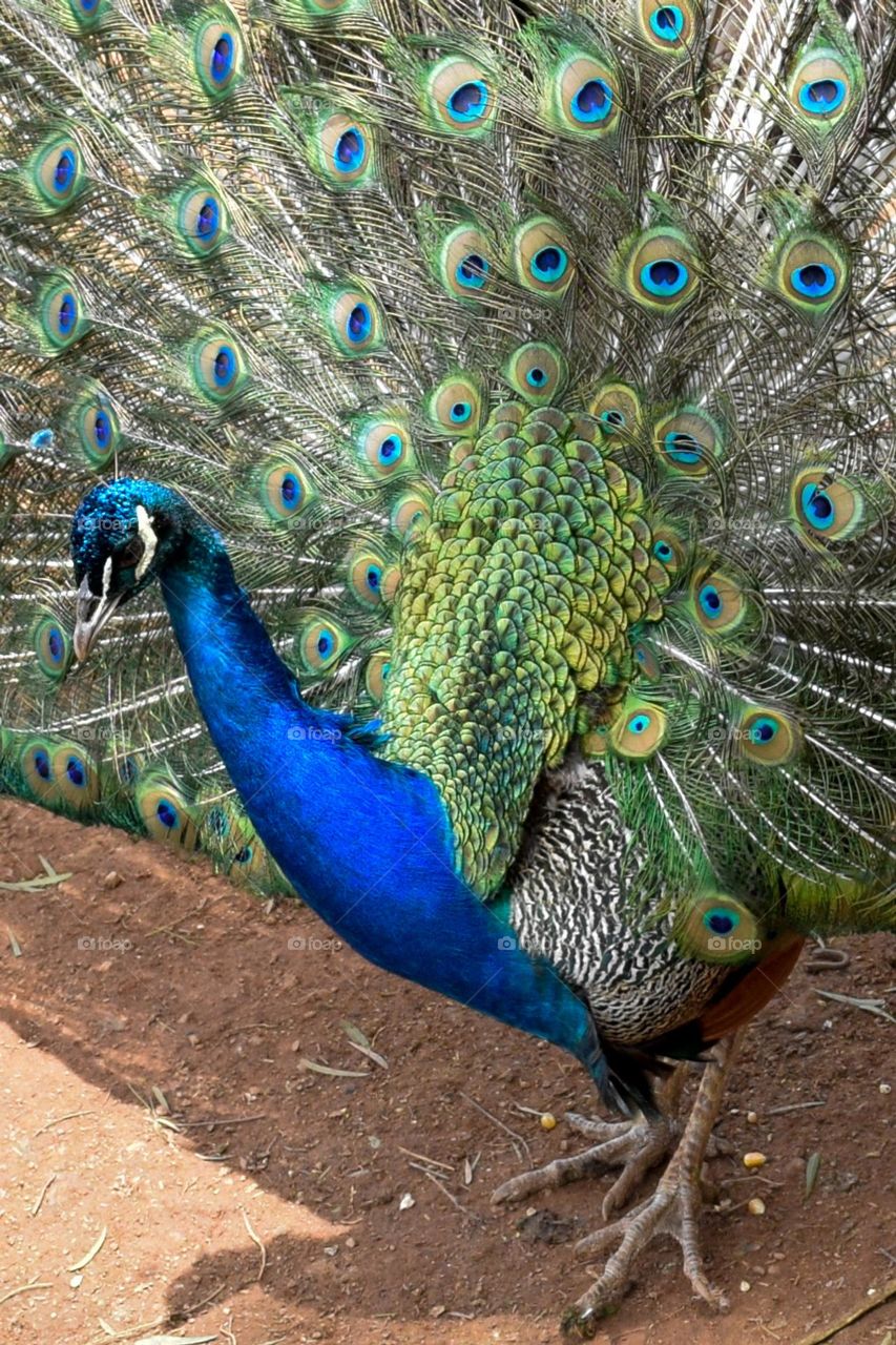 Peacock