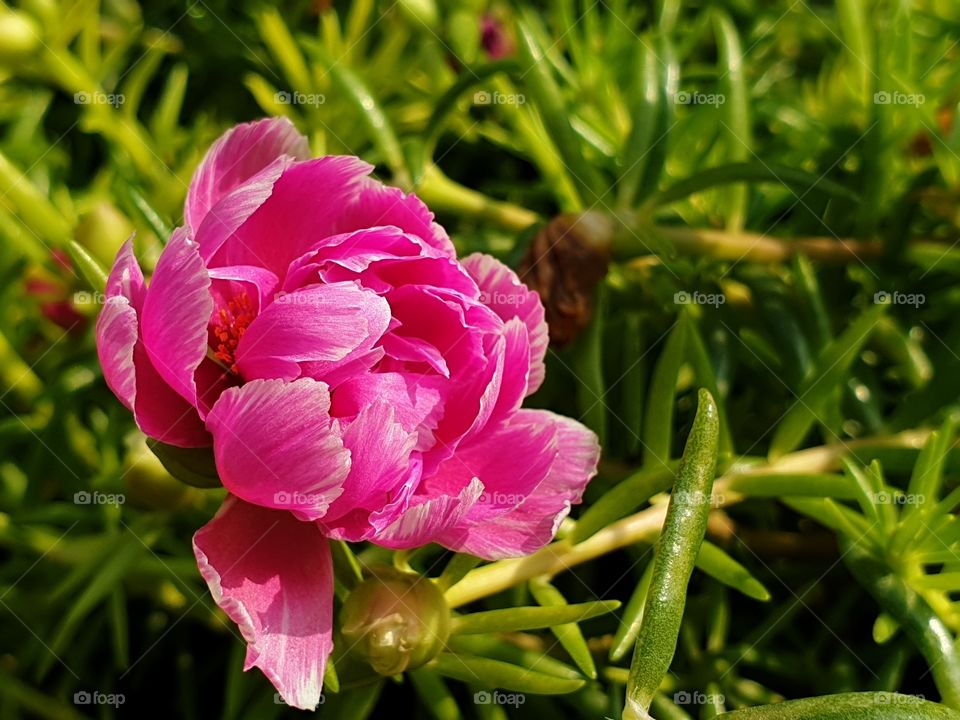 pink flower