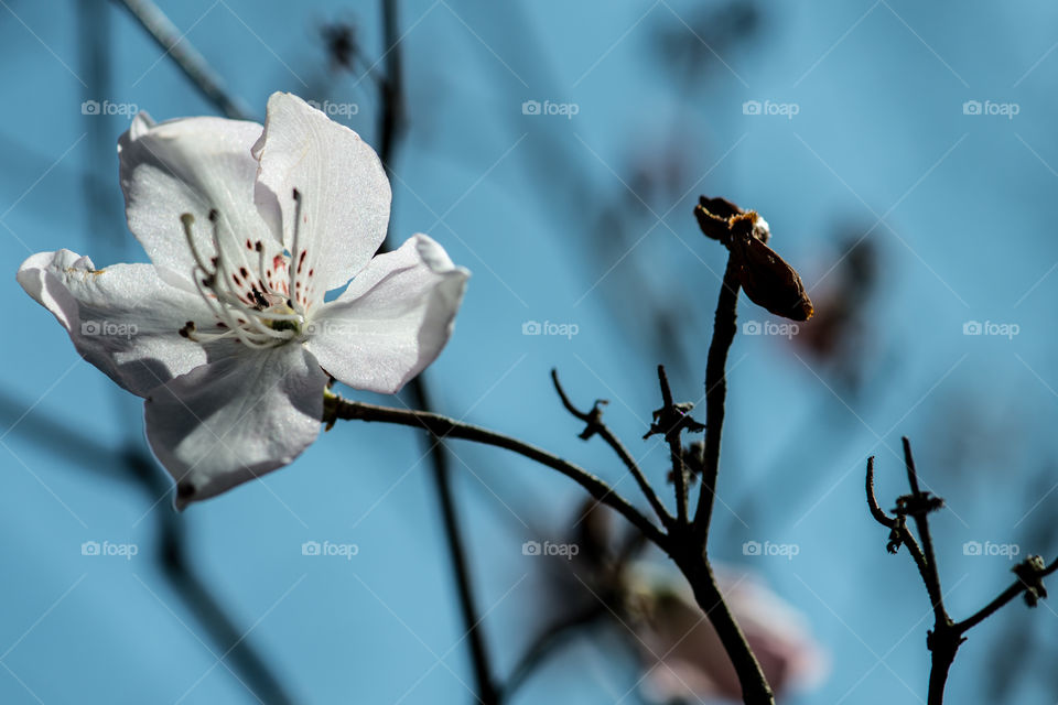 White flower blooming in spring