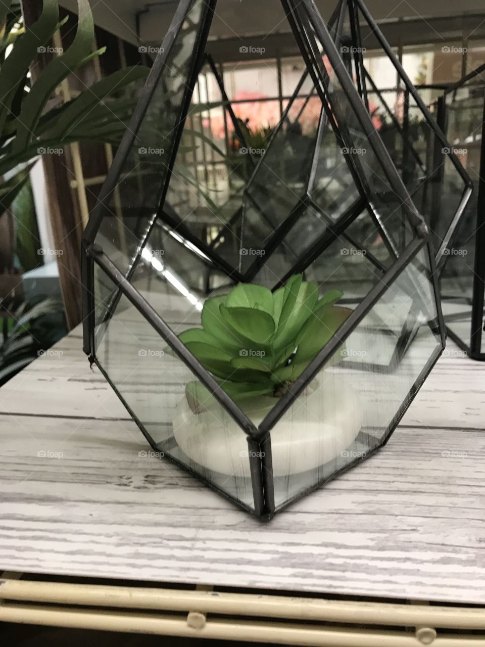 Succulent in glass terrarium 