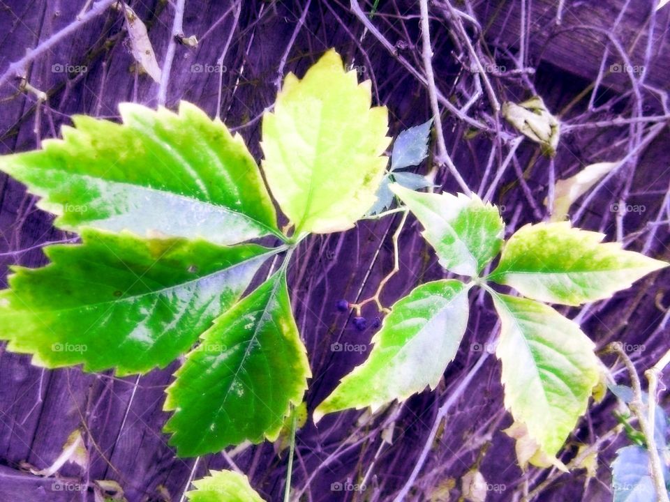 Last Green Leaves of Fall