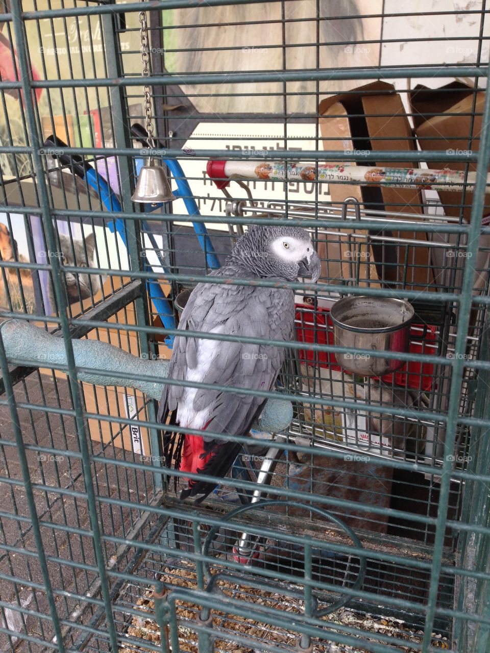 Grey parrot 