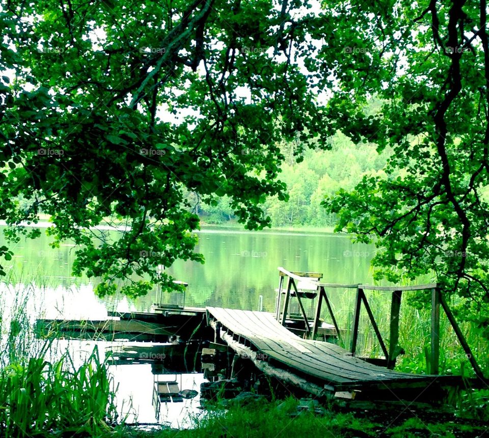 Reflection of trees on lake