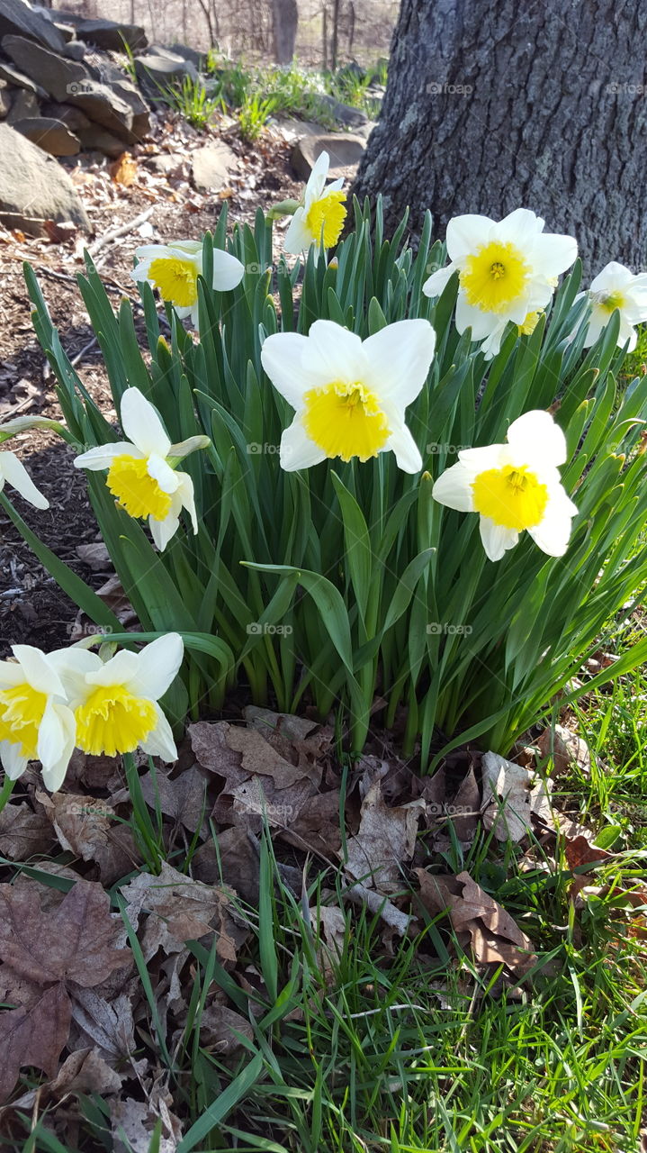 Nature, Flora, Garden, Flower, Leaf