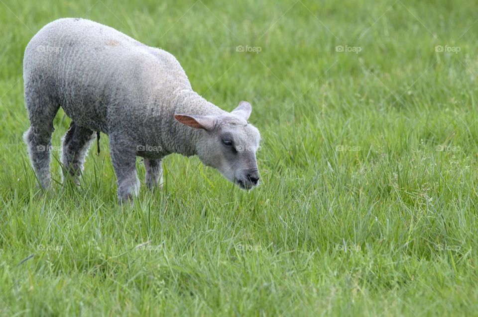 A Small Lamb Eating Grass At Abcoude The Netherlands 5-5-2025