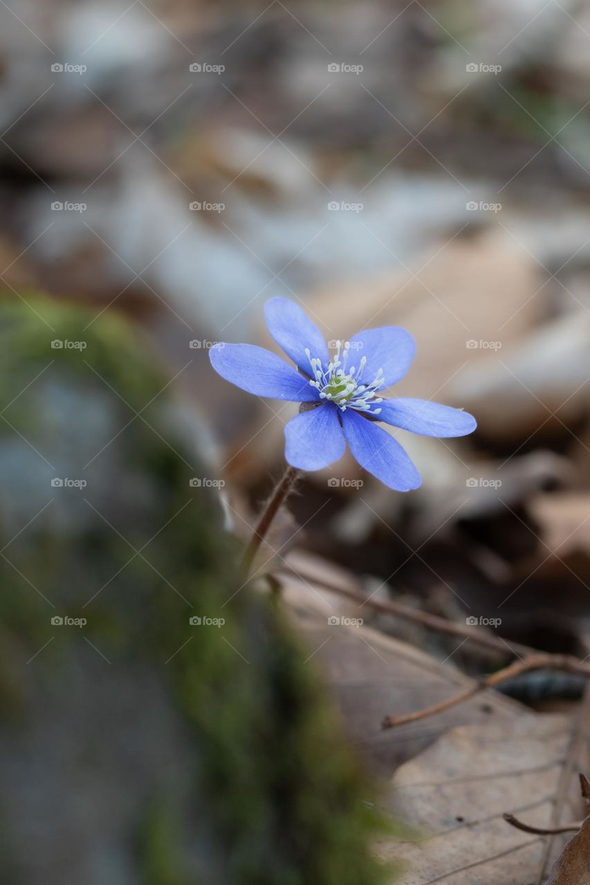 Closeup or macro of of flower in spring 
