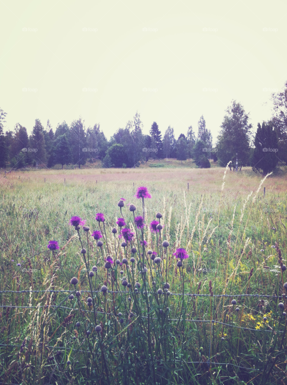 sweden flowers field meadow by bumbiru