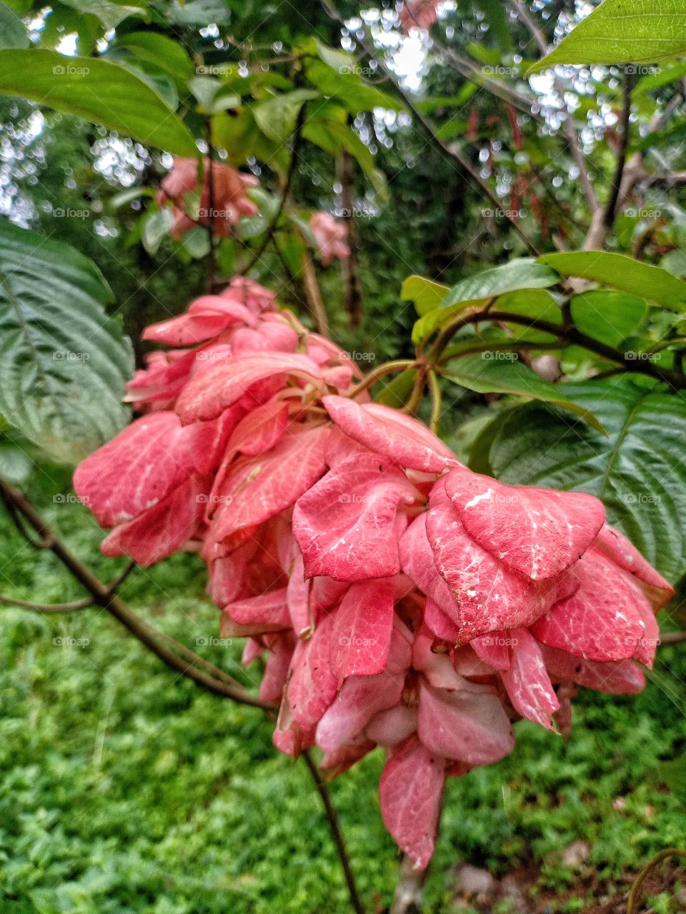 kerala indian flower