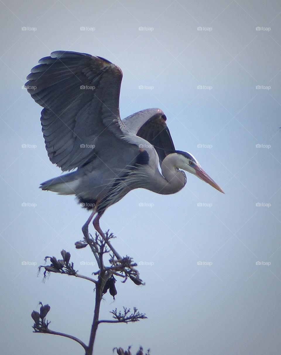 Heron landing hope to balance