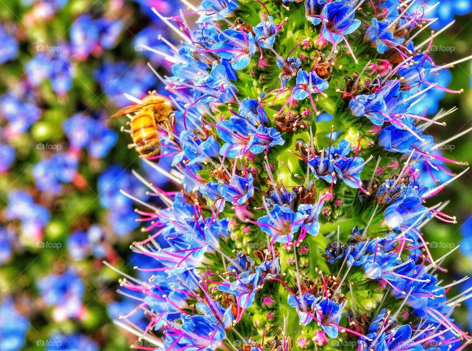 Bee Pollinating A Blue Flower