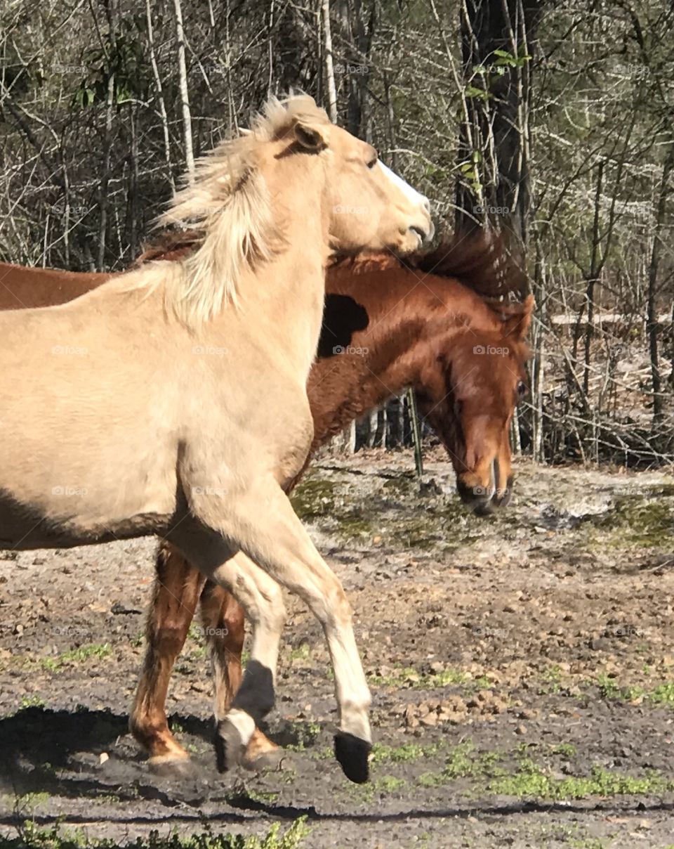 Wrangler the palomino playing with his buddy Harley 