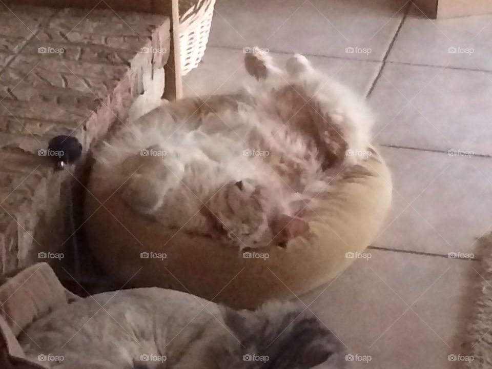 Sat. afternoon nap...