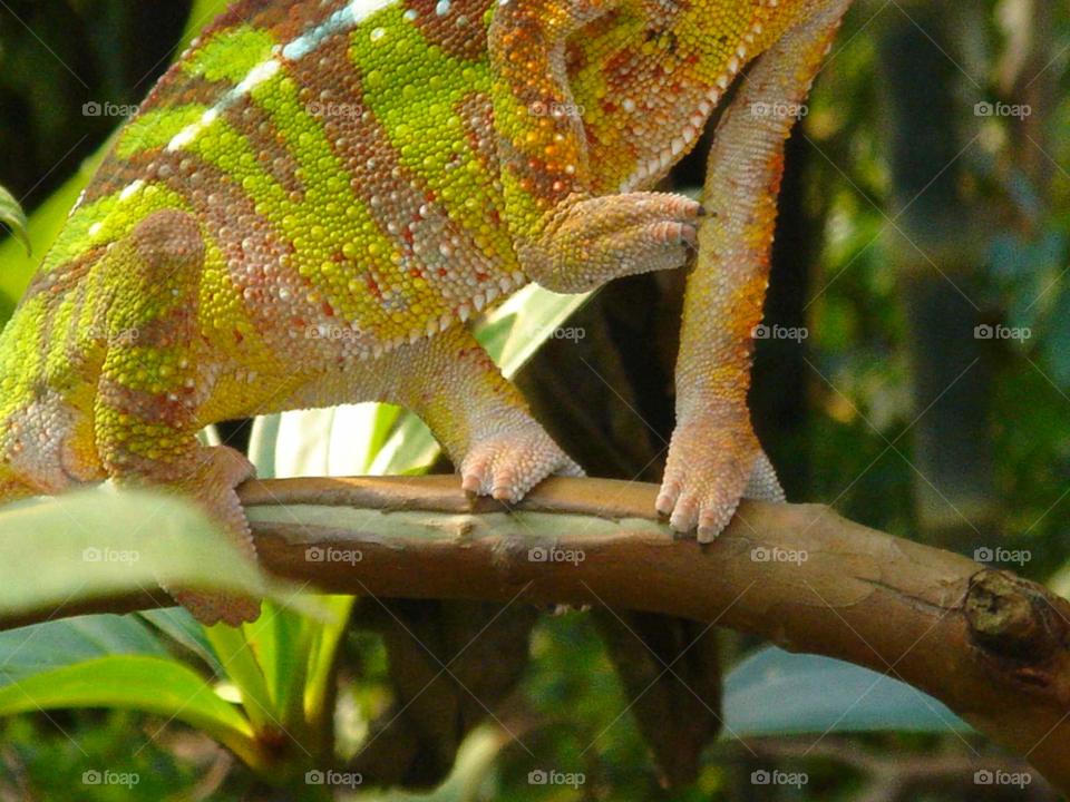 zoo chameleon grip evolution by Bea