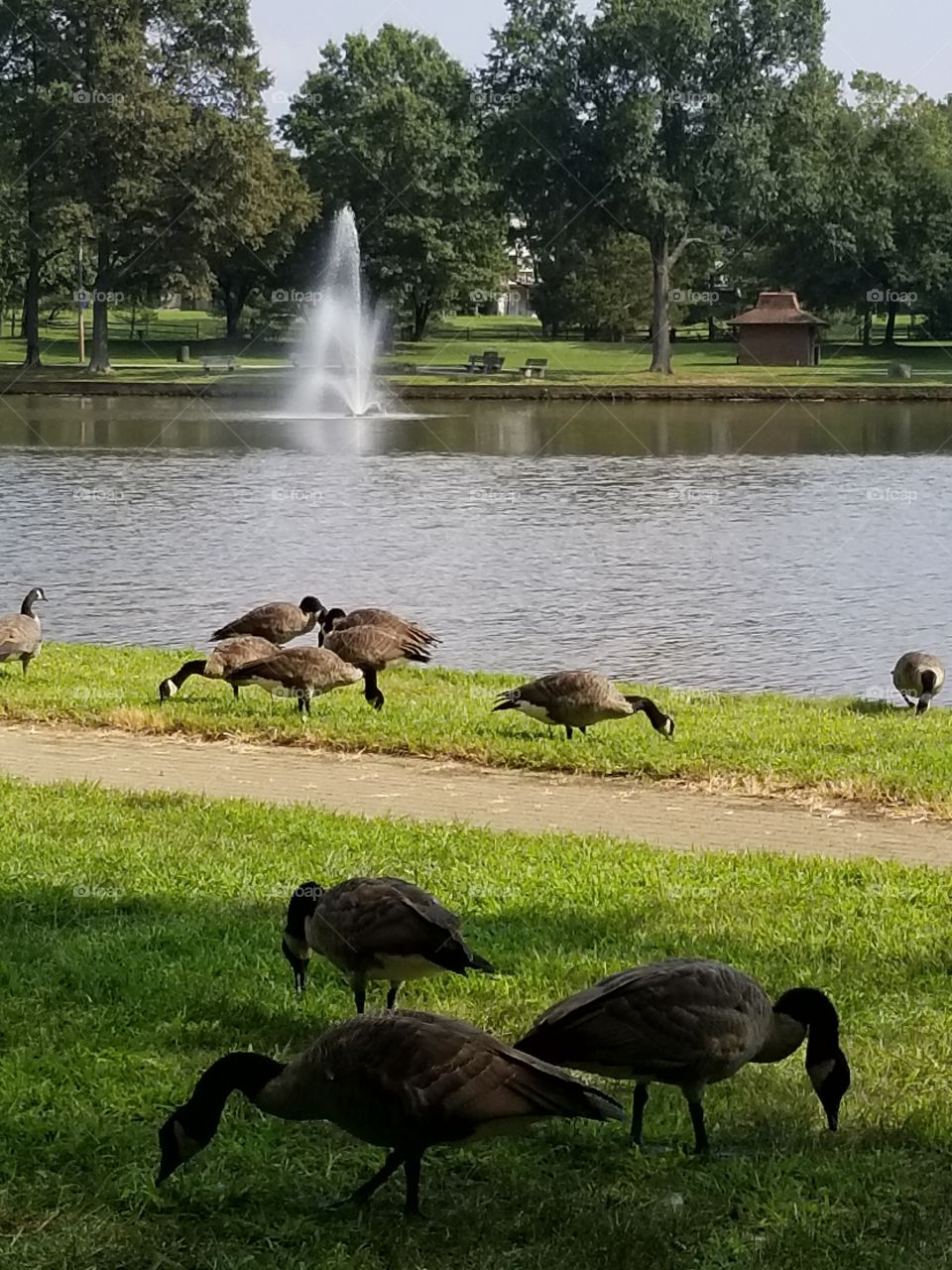 Geese at Allen pond park Maryland
