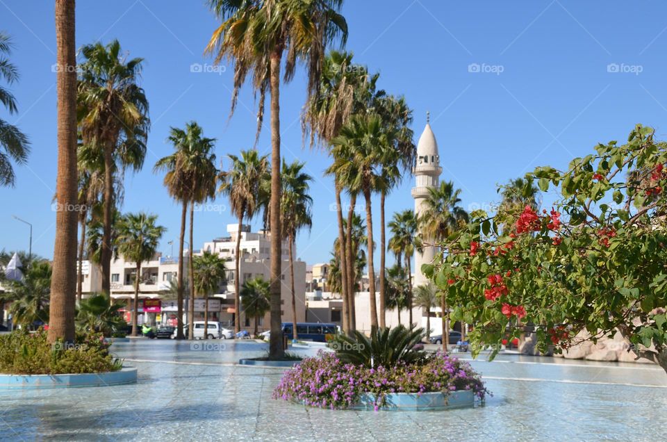 Plants, Aqaba city, Jordan