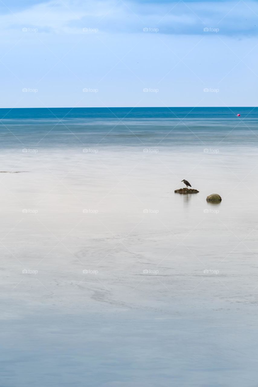 Bird keep standing to hunt fish in sea