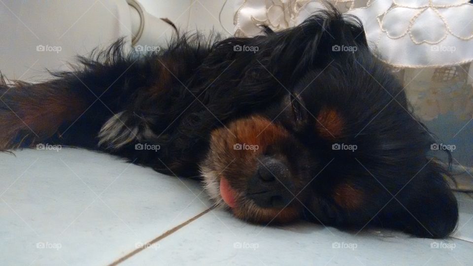 Sleeping Dog. Cavalier King Charles Spaniel