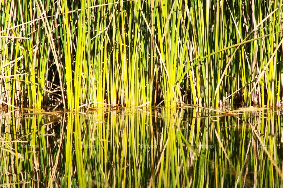 Reeds of grass