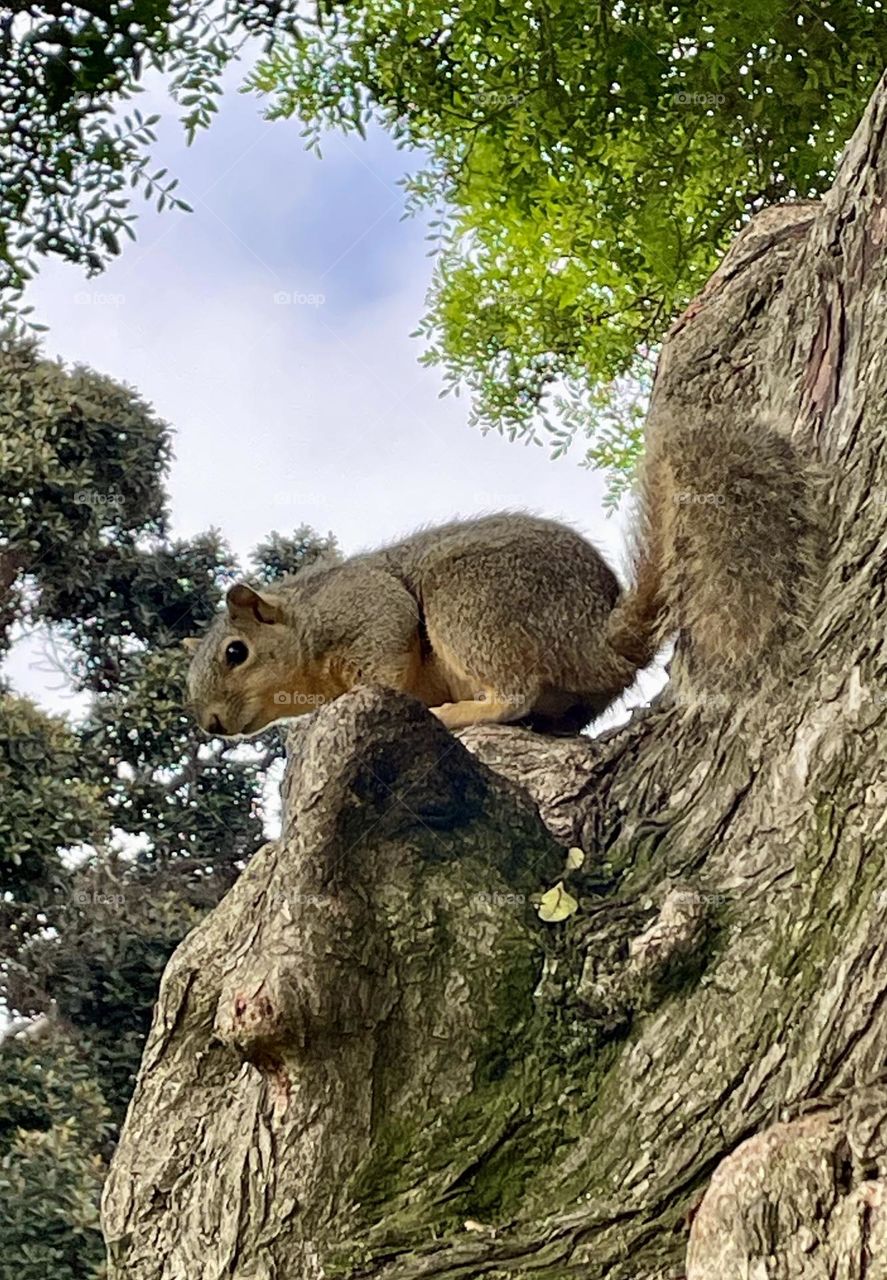 Mr. Squirrel
