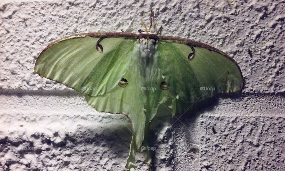 moth
