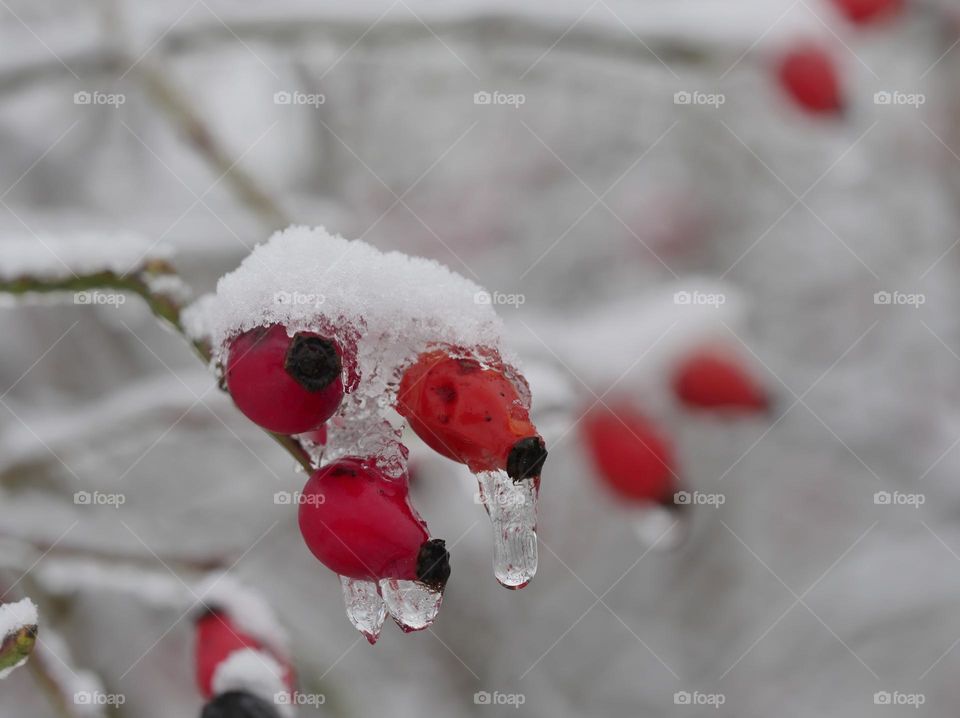 Snow on rose hips