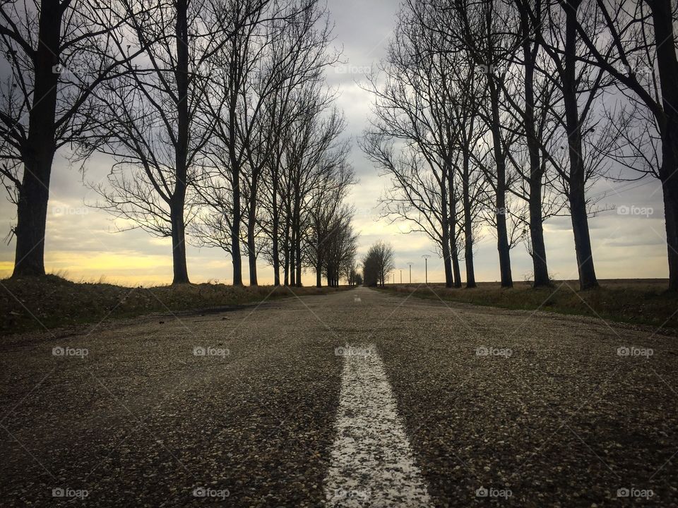 Horror road with leafless trees